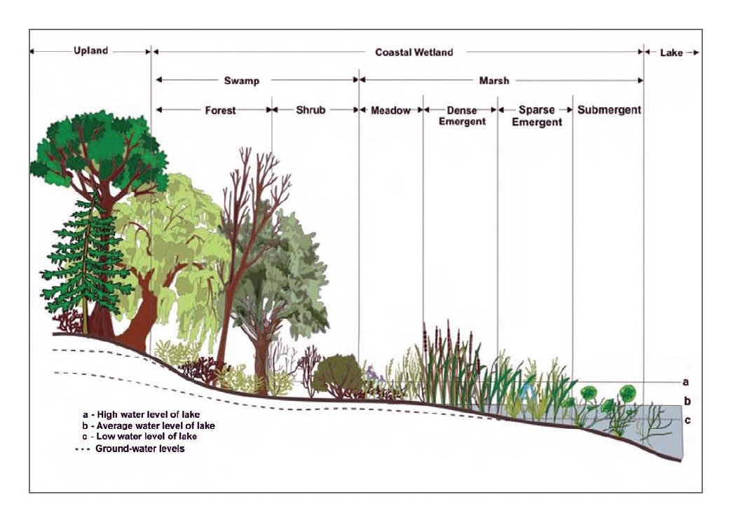 guide-des-comp-tences-naturalistes-pour-les-zones-humides-cologie